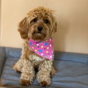 Meet your Posher, Tiffany